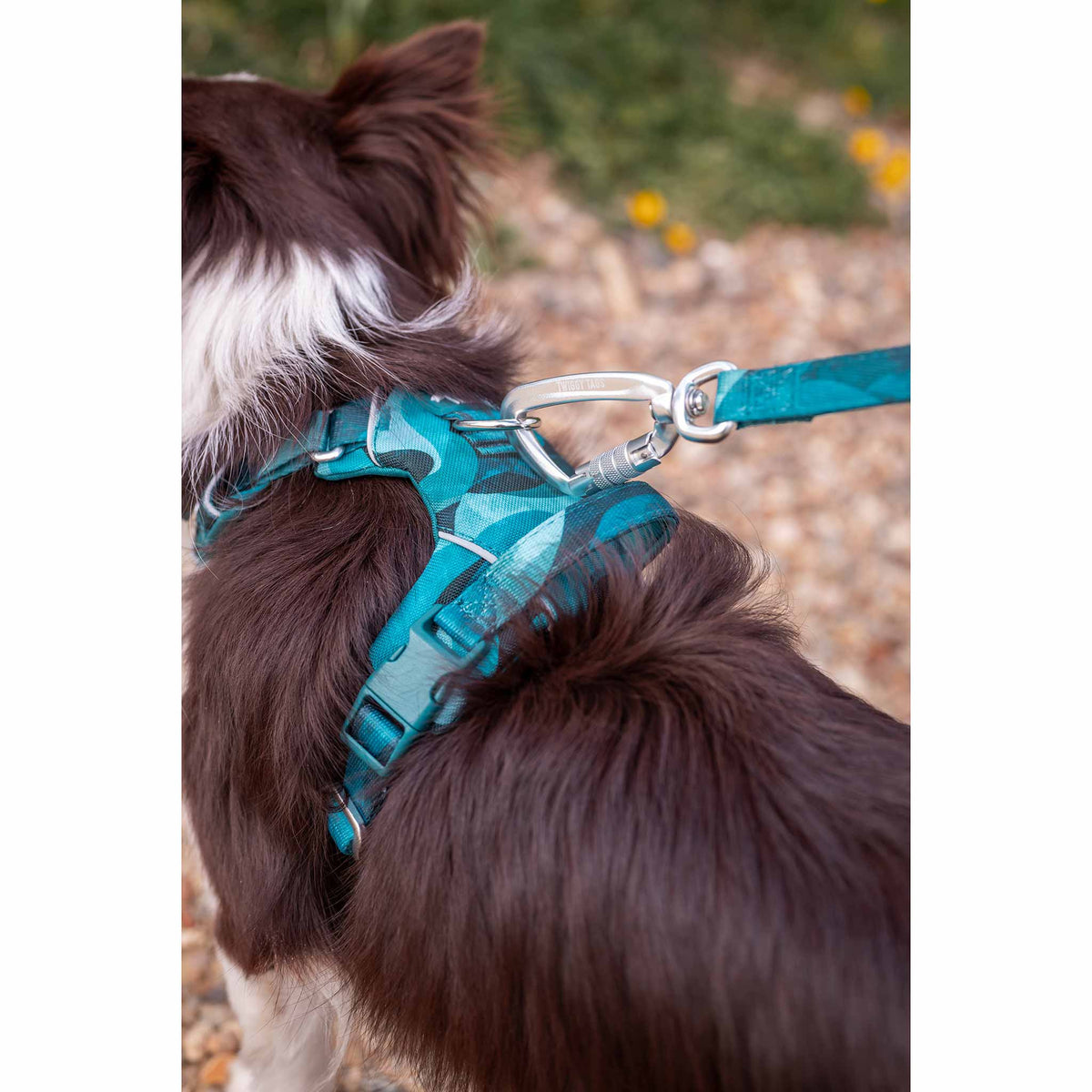 Twiggy Tags Lagoon Adventure 2.0 Small Dog Lead