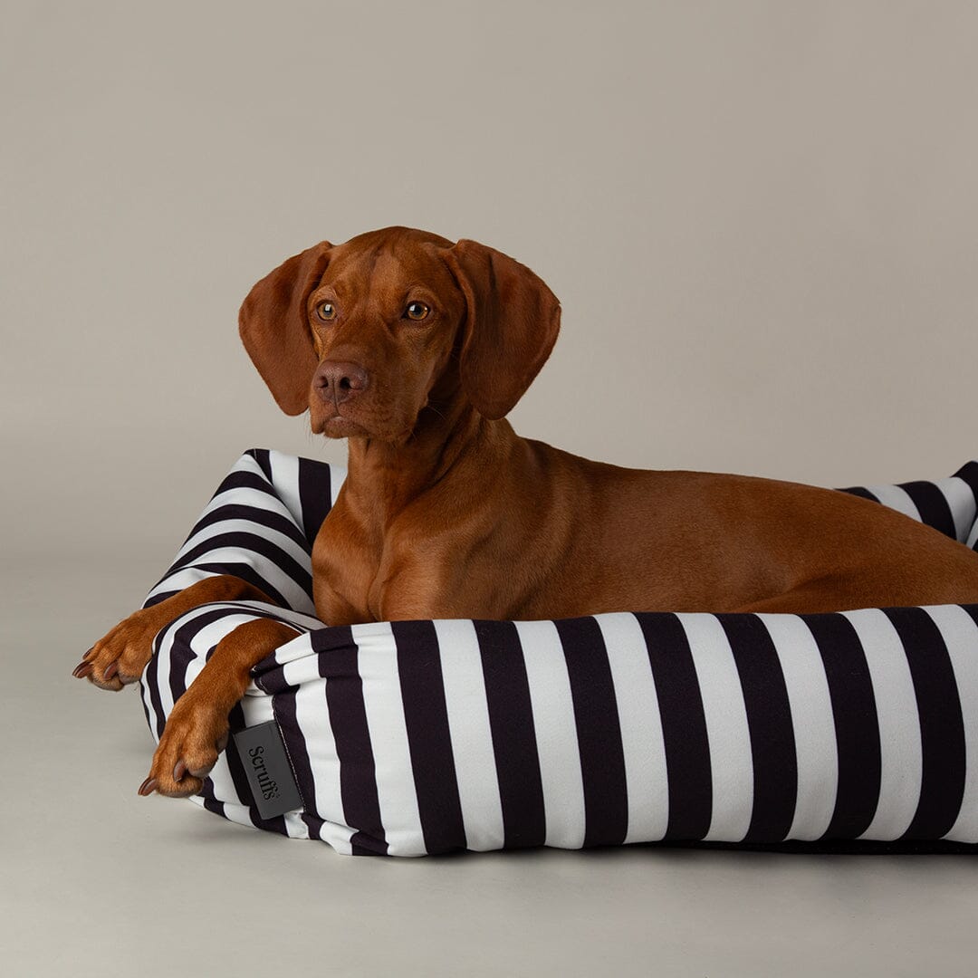 Scruffs Amalfi Striped Box Bed - Black