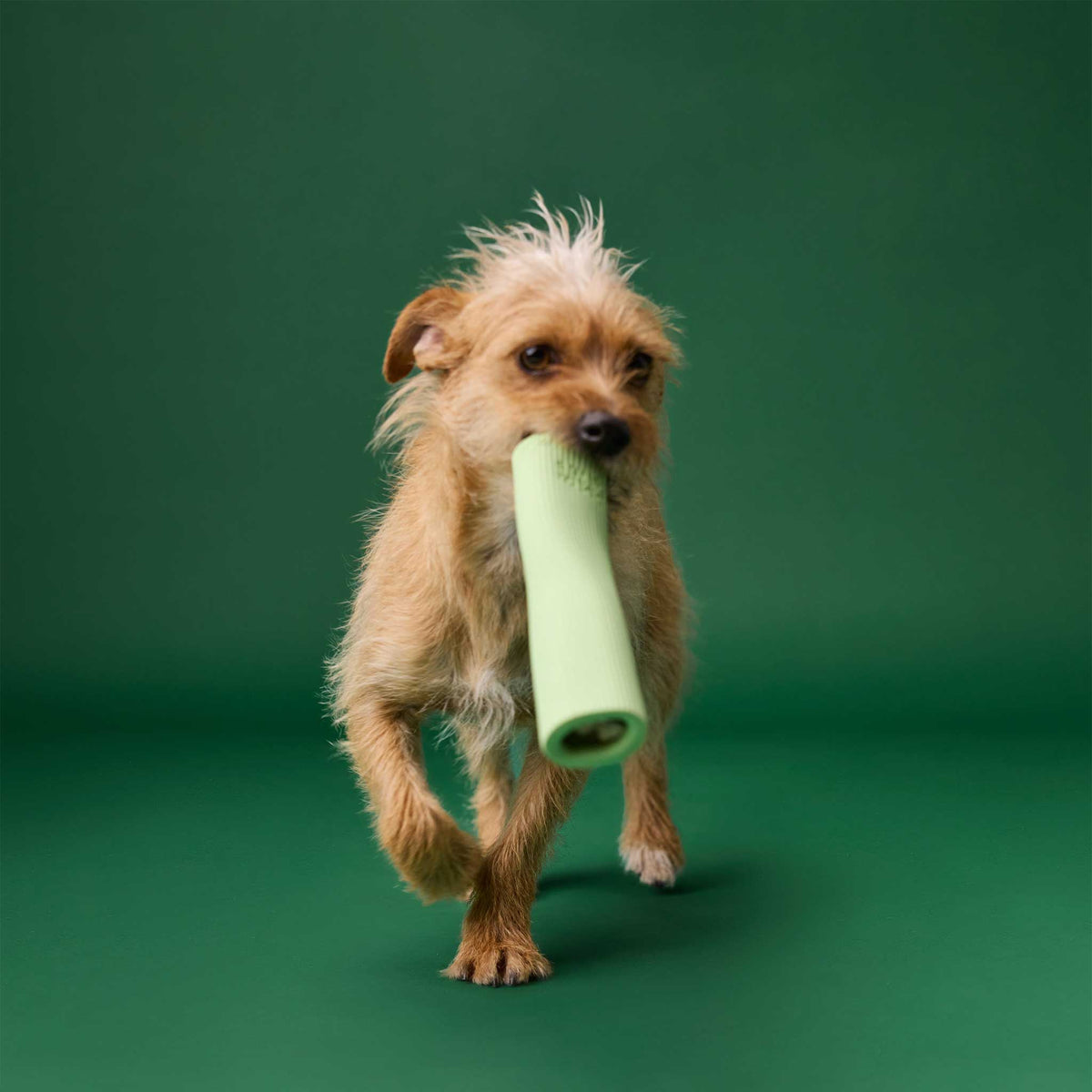 Earth Rated Rubber Chew Dog Toy