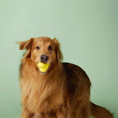 Earth Rated Rubber Fetch Dog Toy