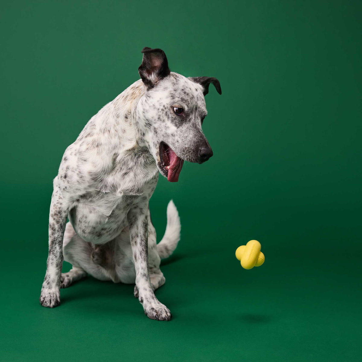 Earth Rated Rubber Fetch Dog Toy
