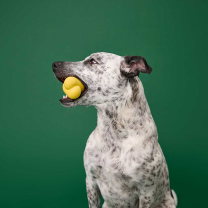 Earth Rated Rubber Fetch Dog Toy
