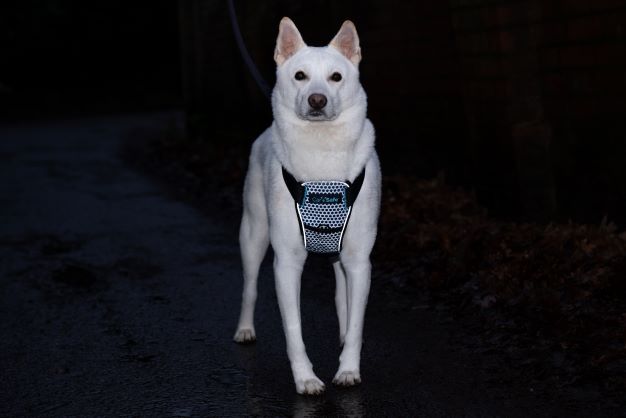 Car Crash Tested Dog Harness