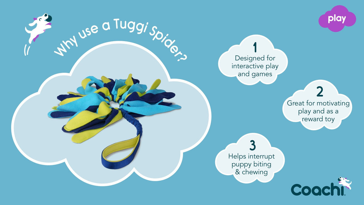 Coachi Tuggi Spider Dog Toy - Navy, Lime & Light Blue