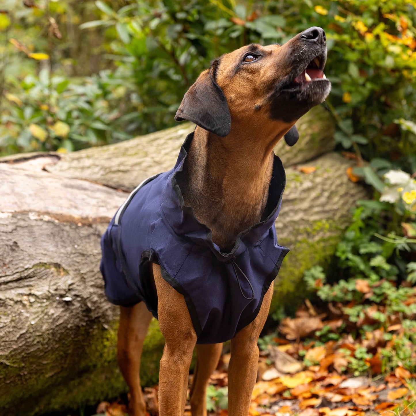 Danish Design 3-in-1 Dog Coat - Navy