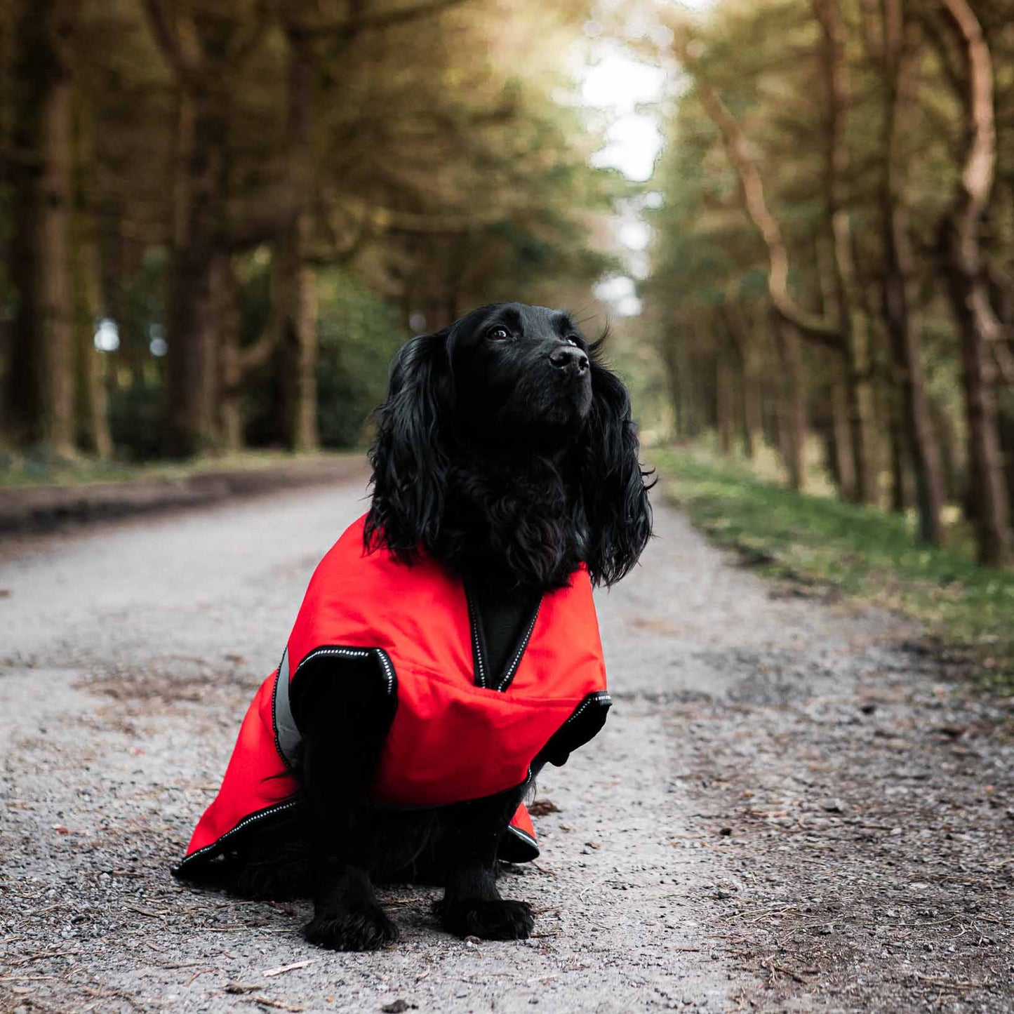 Danish Design 2 in 1 Dog Coat - Orange - 16in / 40cm