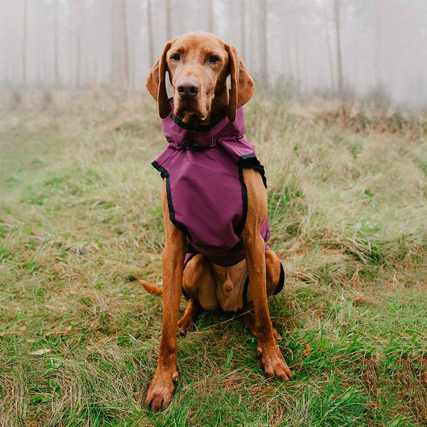 Danish Design 3-in-1 Dog Coat - Plum