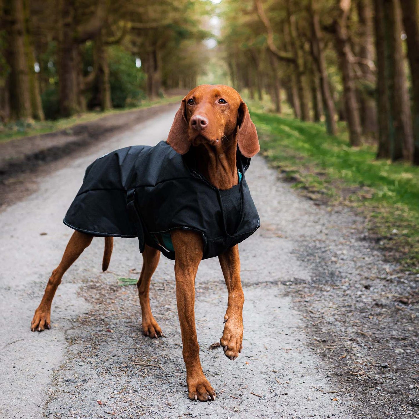 Danish Design Black Harness 2-in-1 Ultimate Dog Coat