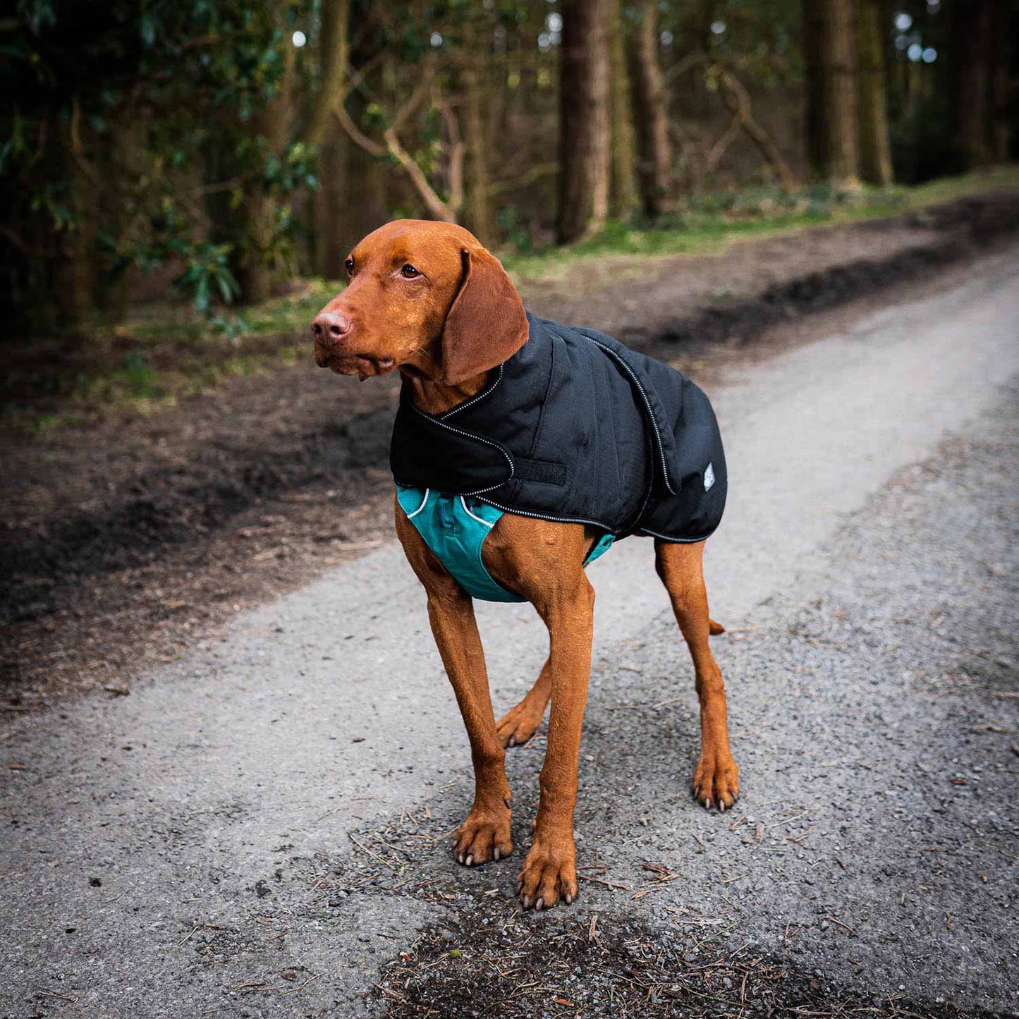 Danish Design Black Harness 2-in-1 Ultimate Dog Coat