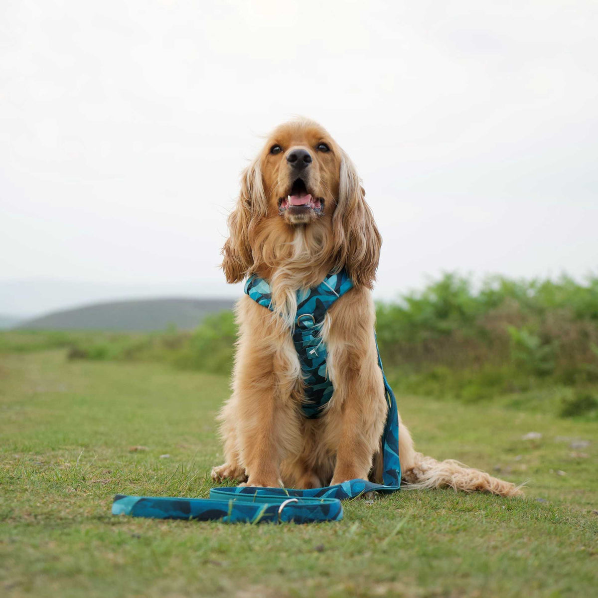 Twiggy Tags Lagoon Adventure 2.0 Dog Harness