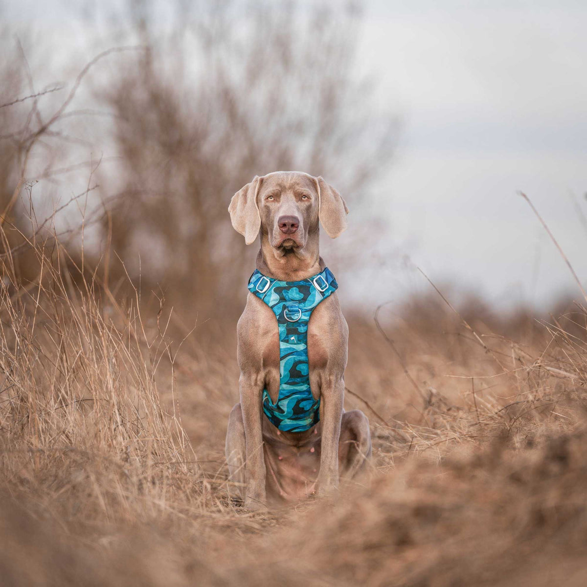 Twiggy Tags Lagoon Adventure 2.0 Dog Harness