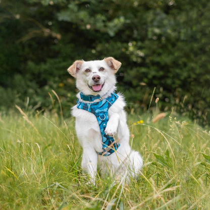 Twiggy Tags Lagoon Adventure 2.0 Dog Harness