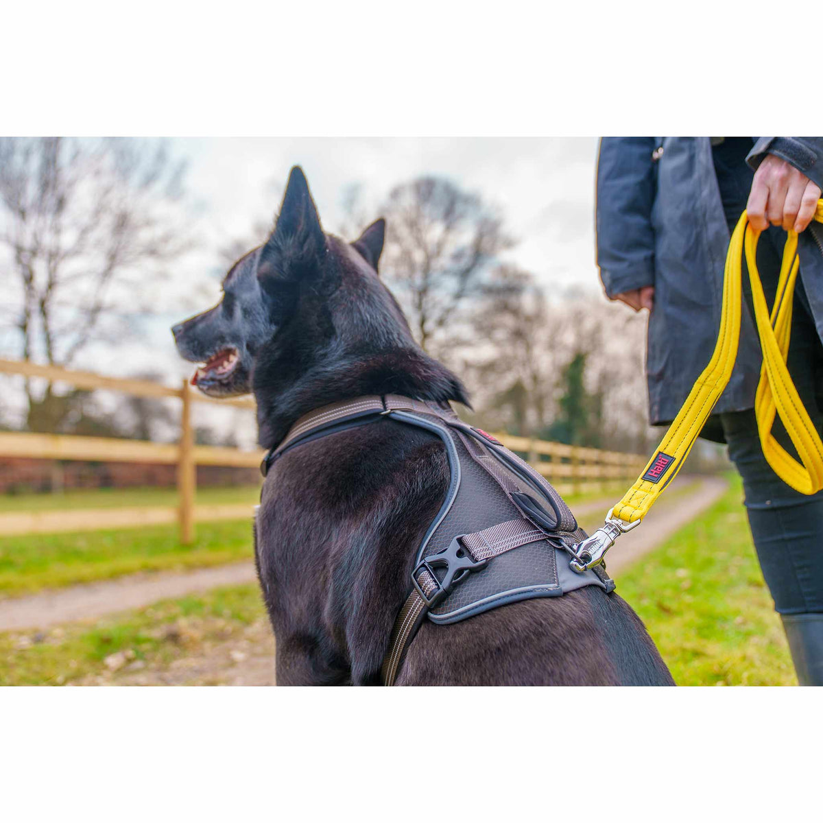 Halti BRIG Safety Neon Large Dog Lead Neon - Coral