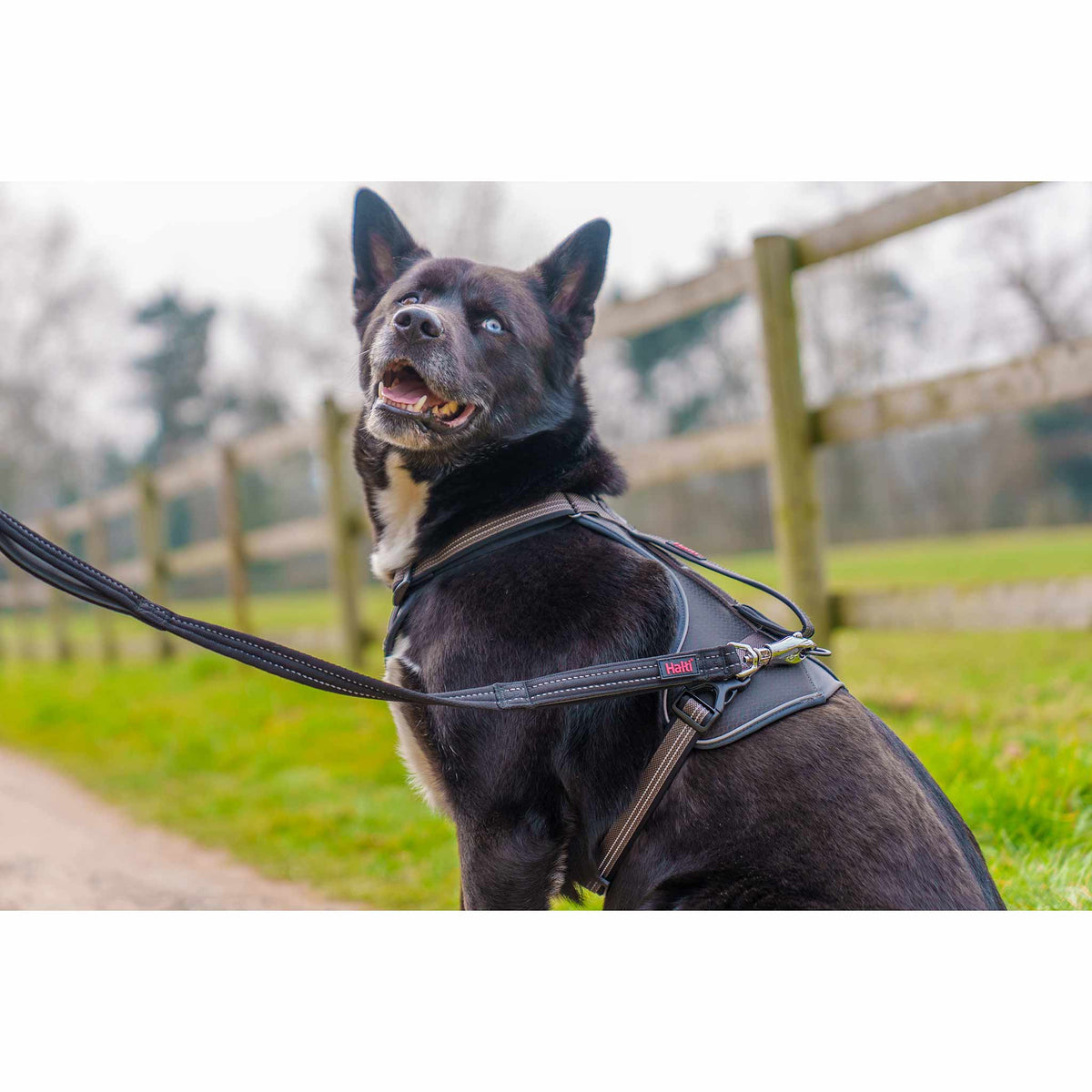 Halti BRIG Safety Neon Large Dog Lead Neon - Coral