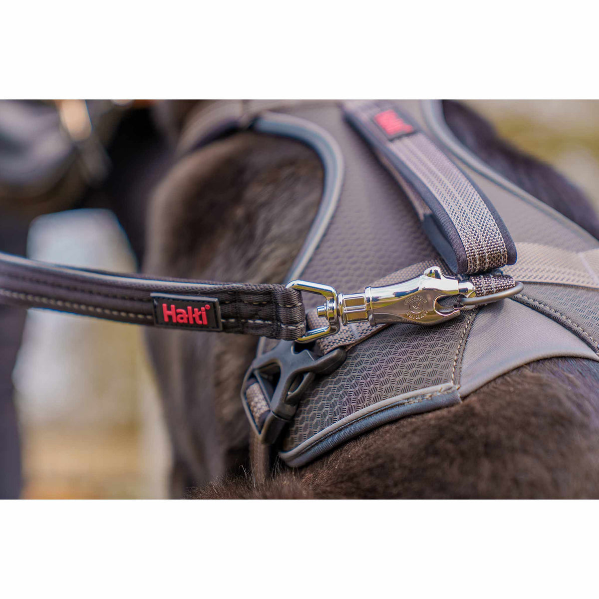 Halti BRIG Safety Neon Large Dog Lead Neon - Coral