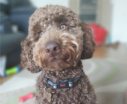 Halti Comfort Dog Collar  - Black