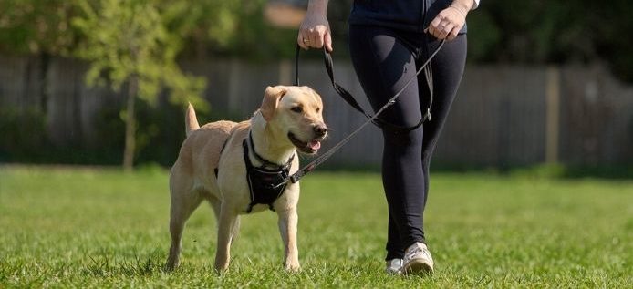 Halti Training Dog Lead - Red