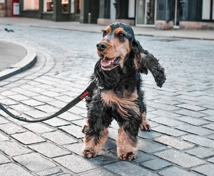Halti Training Dog Lead - Red