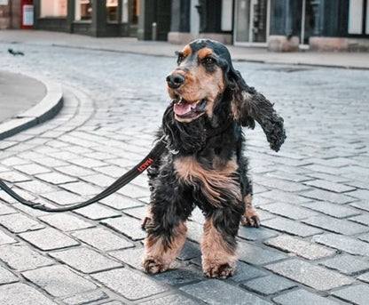 Halti Training Dog Lead - Red
