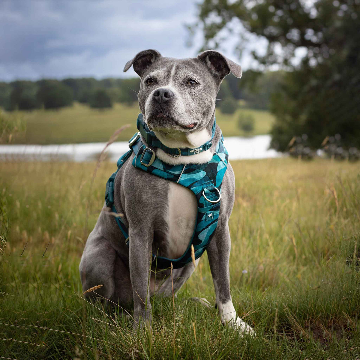 Twiggy Tags Lagoon Adventure 2.0 Dog Harness