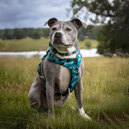 Twiggy Tags Lagoon Adventure 2.0 Dog Harness