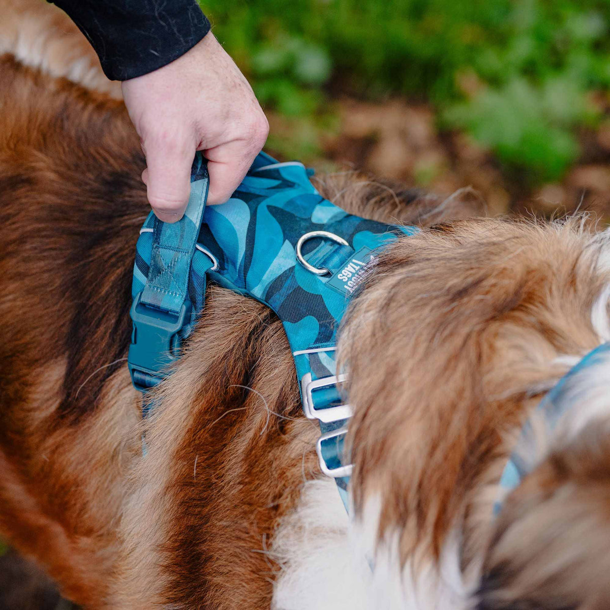 Twiggy Tags Lagoon Adventure 2.0 Dog Harness
