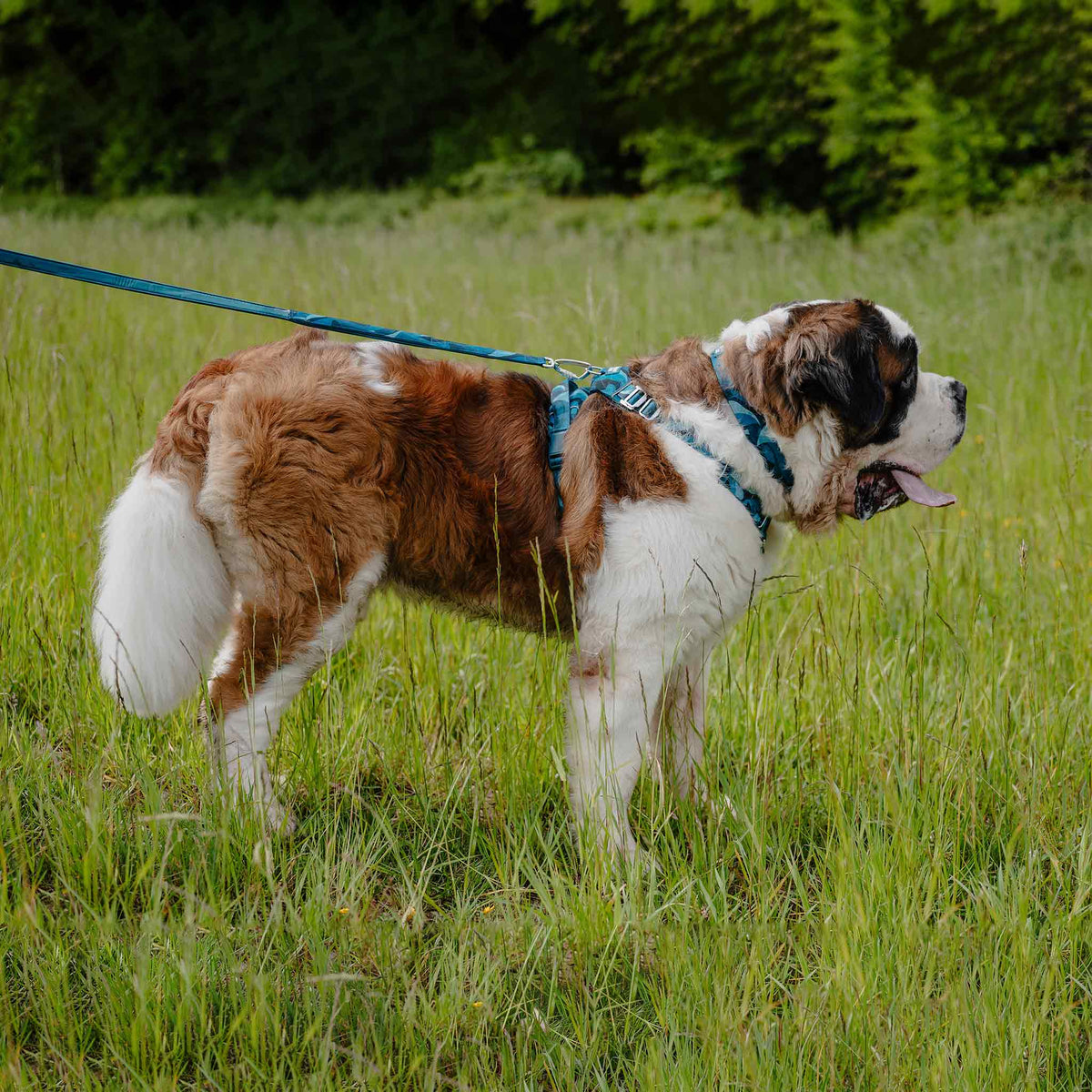 Twiggy Tags Lagoon Adventure 2.0 Small Dog Lead