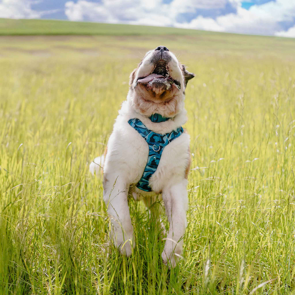 Twiggy Tags Lagoon Adventure 2.0 Dog Harness