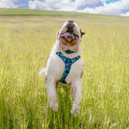 Twiggy Tags Lagoon Adventure 2.0 Dog Harness