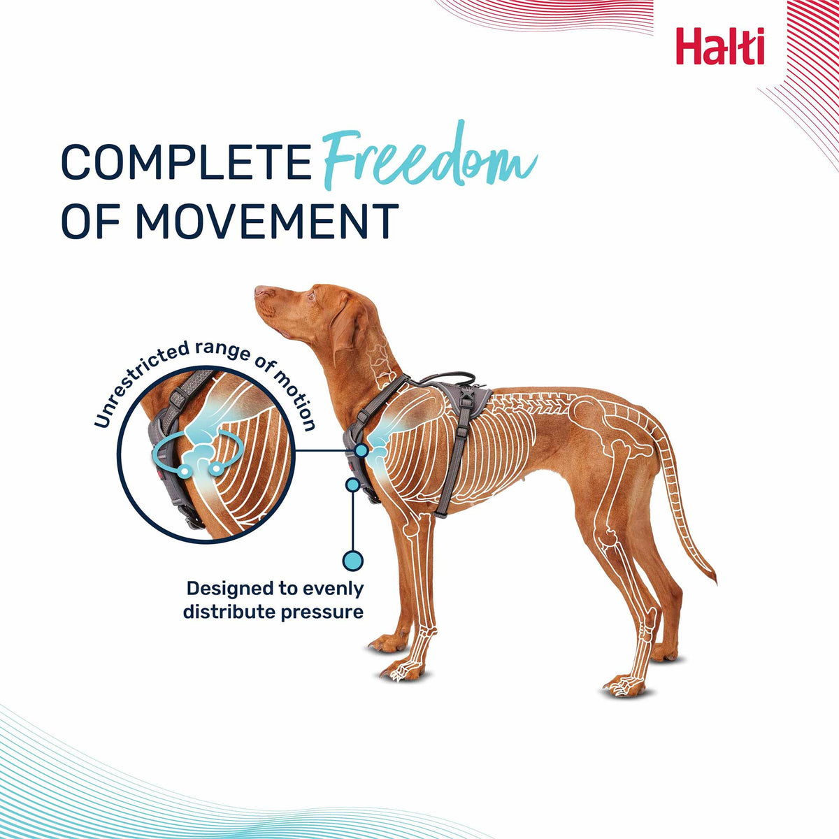 Halti Anatomy Dog Harness - Grey