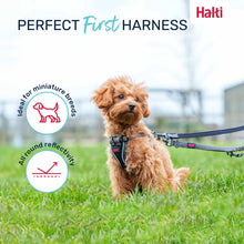 Halti Anatomy Puppy Harness - Grey