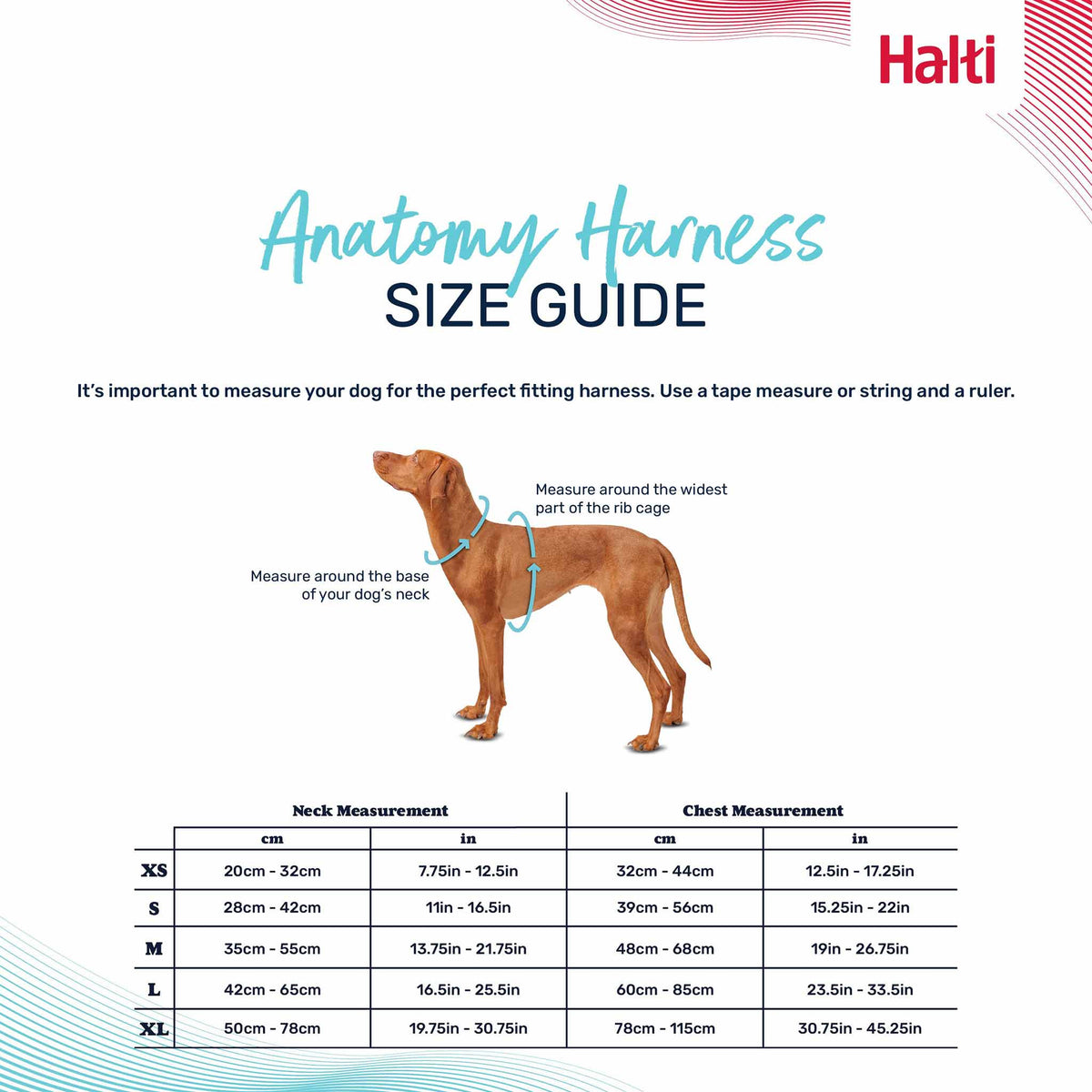 Halti Anatomy Dog Harness - Teal