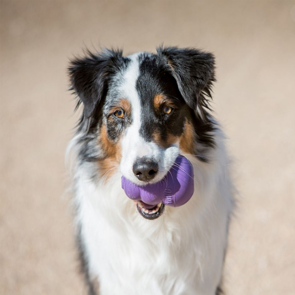 KONG Senior Dog Toy