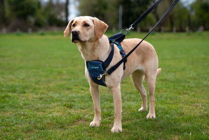 Car Crash Tested Dog Harness