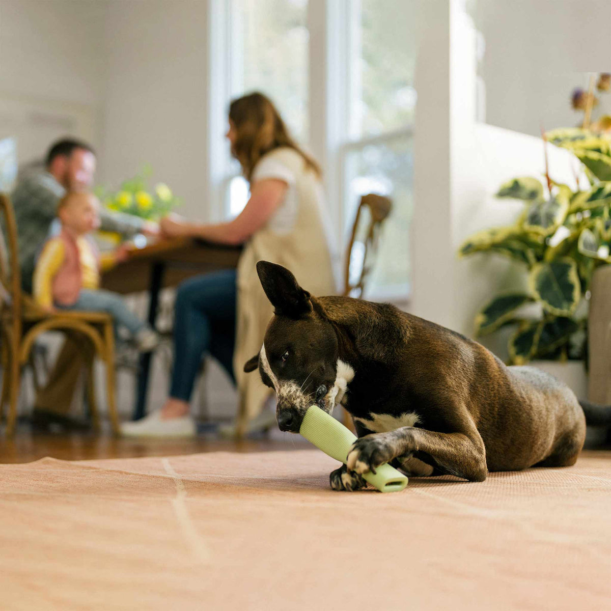 Earth Rated Rubber Chew Dog Toy