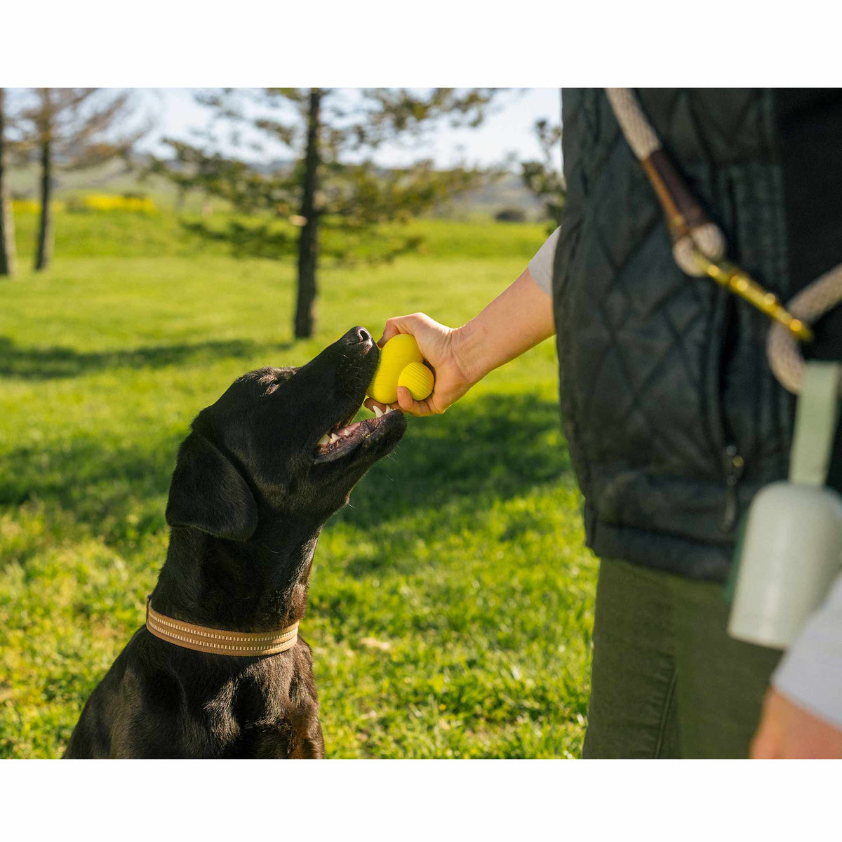 Earth Rated Rubber Fetch Dog Toy