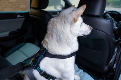 Car Crash Tested Dog Harness