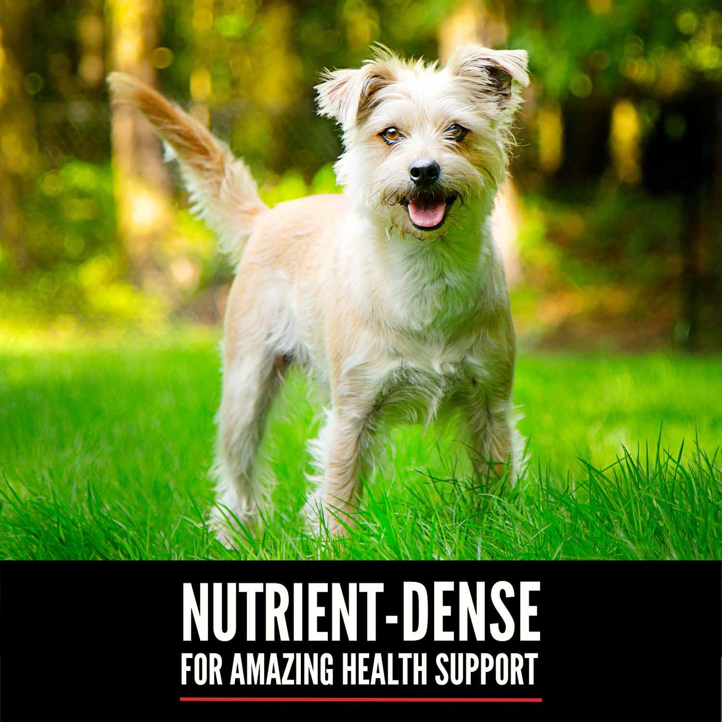 Orijen Small Breed Grain Free Dry Dog Food