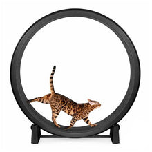One Fast Cat Exercise Wheel - Gen 7 - 48 inches - Black