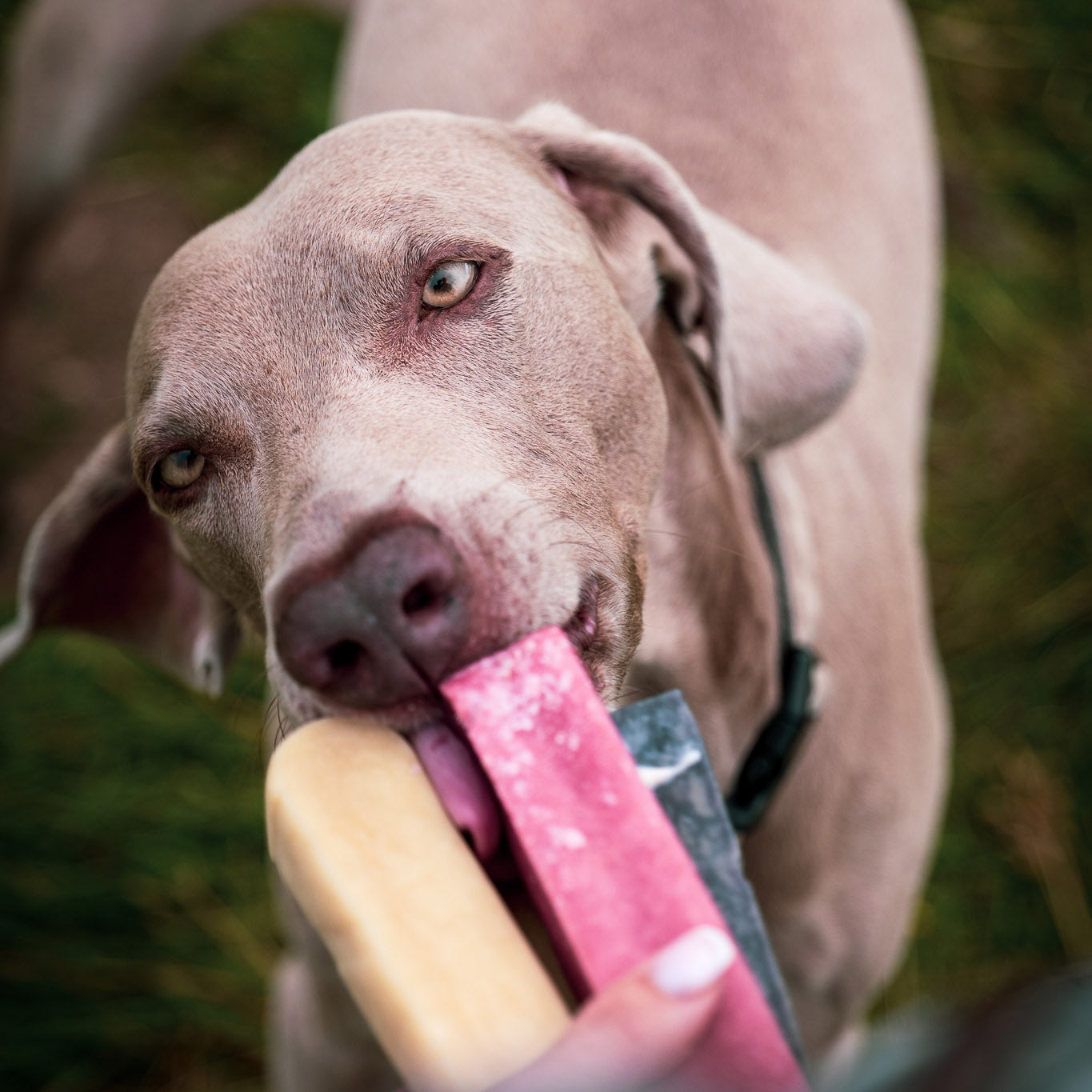Thistlers Yak Dog Chew - Medium - Apple
