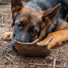 Thistlers Fallow Antler Dog Chew - Extra Large