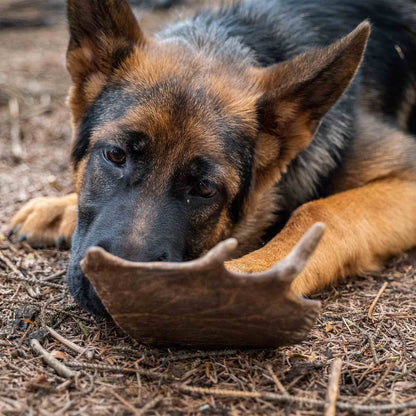 Thistlers Fallow Antler Dog Chew - Extra Large