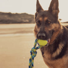 Zeus Fitness Tennis Ball Rope Tug Dog Toy