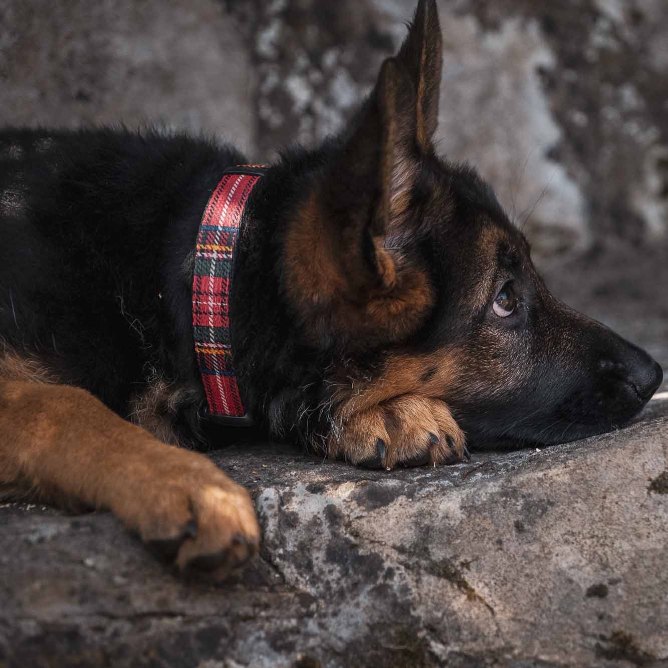 Ancol Red Tartan Adjustable Dog Collar 20-30cm