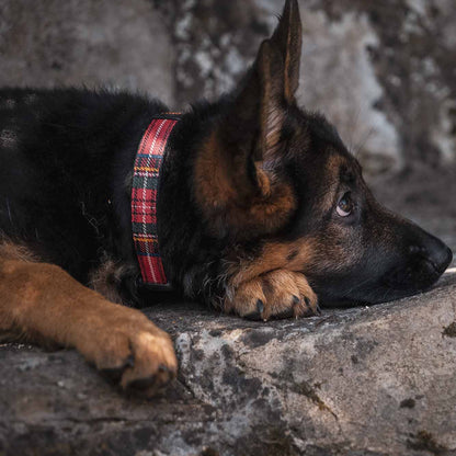 Ancol Red Tartan Adjustable Dog Collar 20-30cm