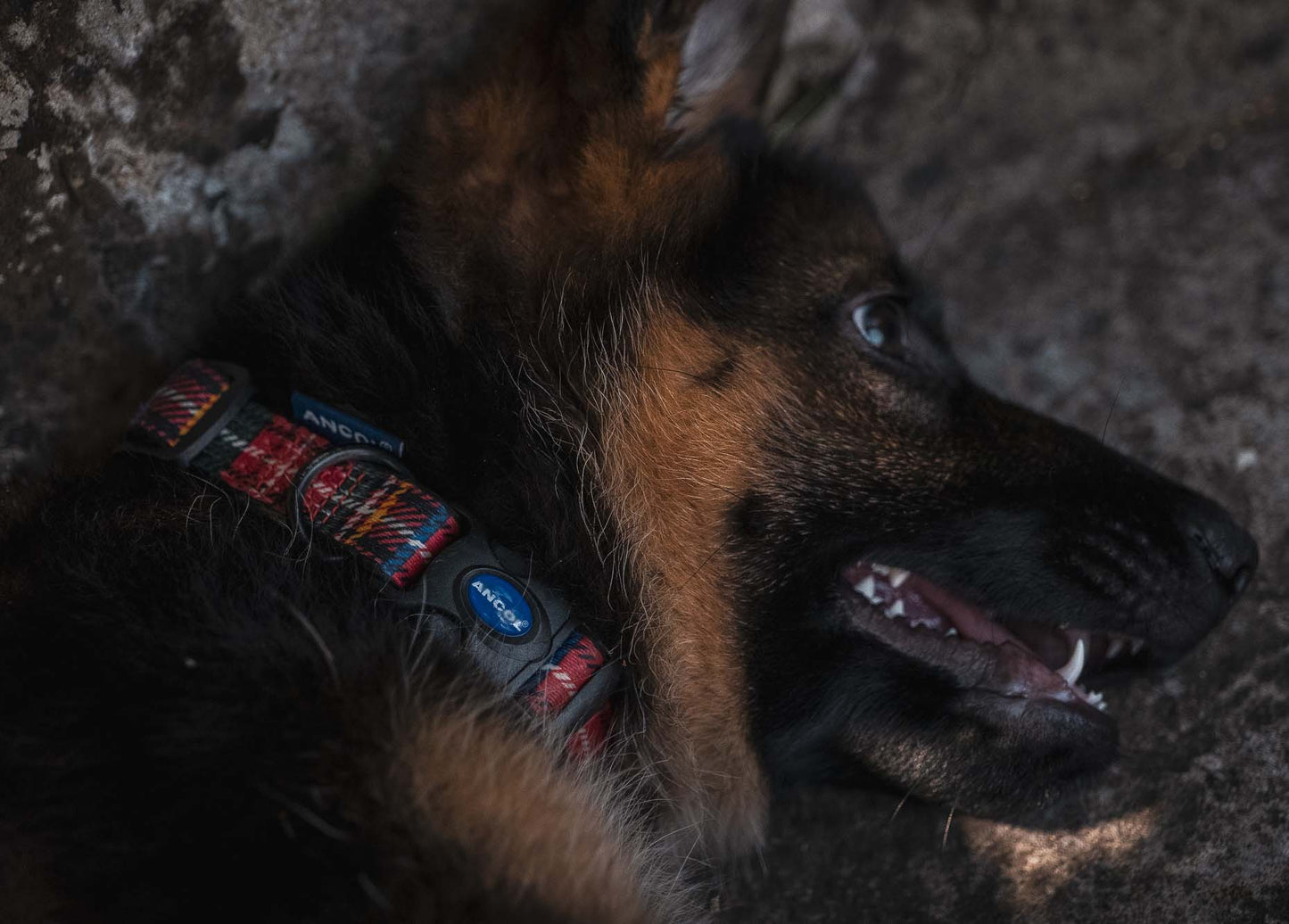 Ancol Red Tartan Adjustable Dog Collar 20-30cm