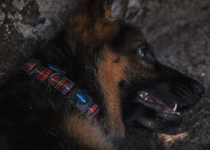 Ancol Red Tartan Adjustable Dog Collar 20-30cm