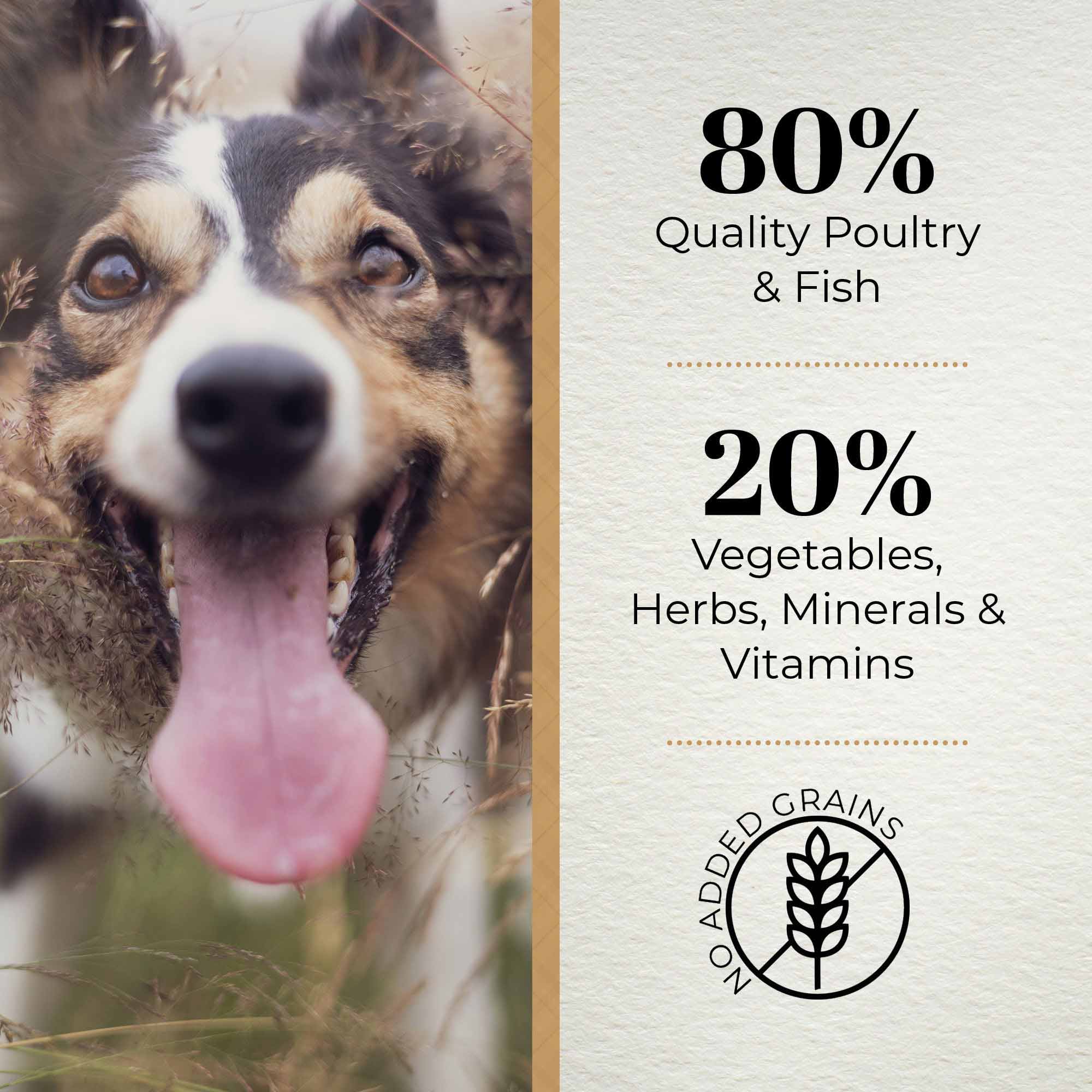 Dog Food Offers Petplanet Dog Food Offers Petplanet