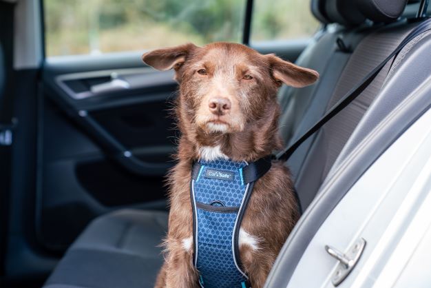 Car Crash Tested Dog Harness