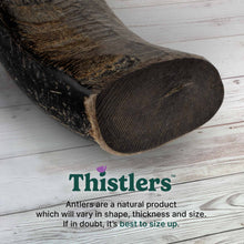 Thistlers Buffalo Horn Dog Chew - Large